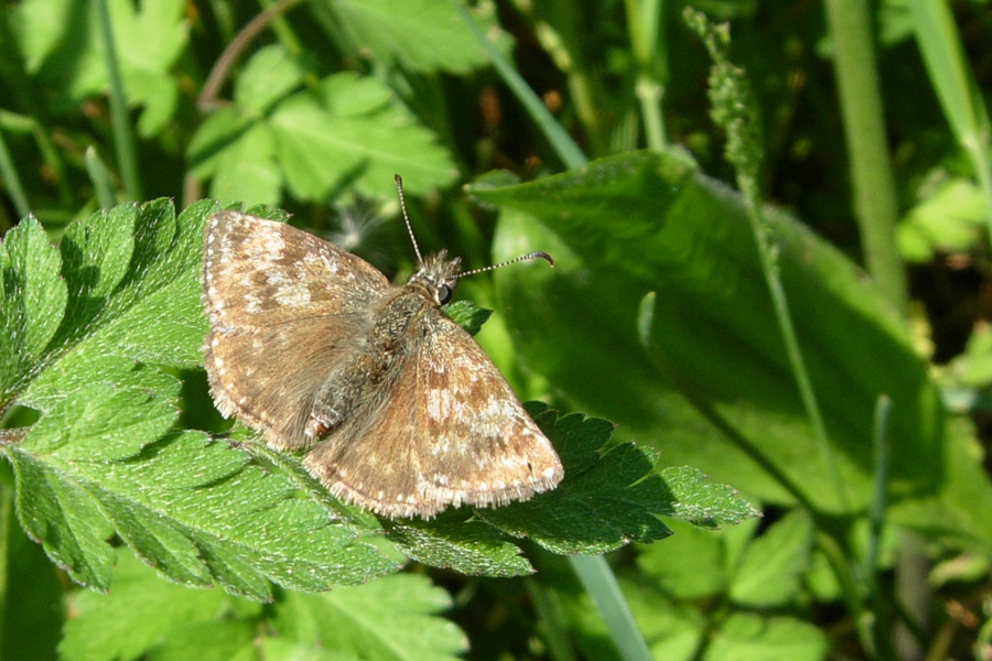 Erynnis tages e Pyrgus malvoides